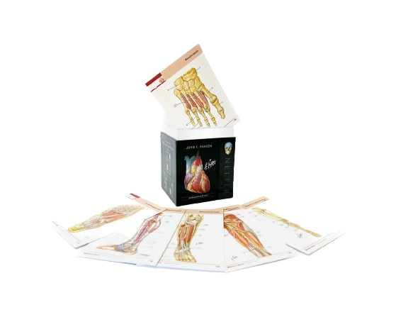 img-flashcards-anatomia-bib